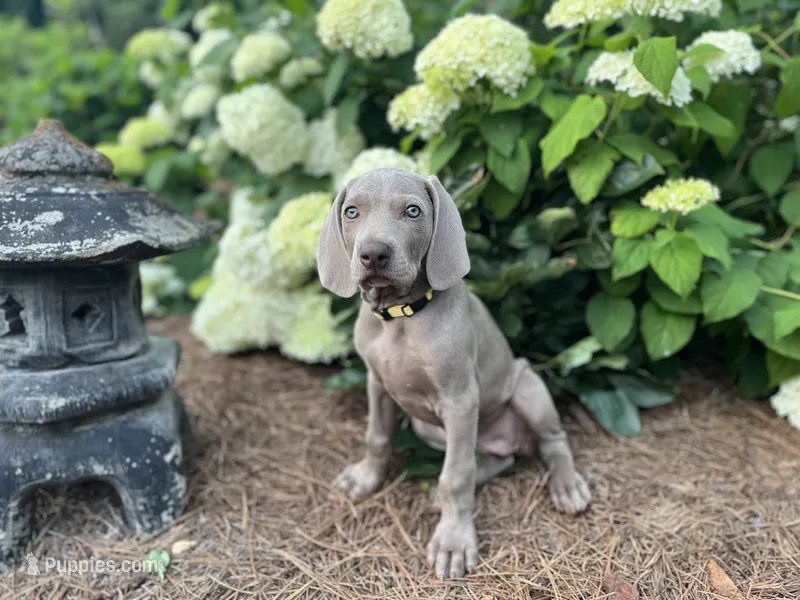 Yellow Collar Female – Weimaraner puppy for sale in Killen, AL