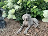 Blue Collar Female (Previously Yellow Collar), a female Weimaraner for sale in Killen, AL – 3 of 6