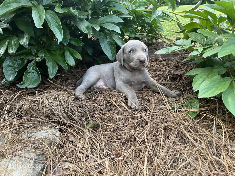 Light Blue Male, a male Weimaraner for sale in Killen, AL – Photo 1 of 1