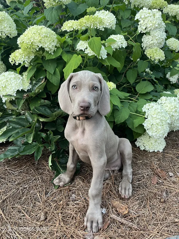 Orange Collar Female – Weimaraner puppy for sale in Killen, AL