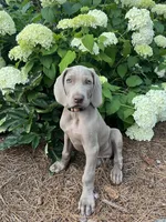 Orange Collar Female, a female Weimaraner for sale in Killen, AL – 3 of 7
