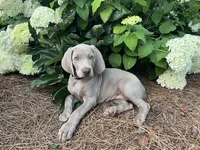 Red Collar Female (Previously Purple Collar), a female Weimaraner for sale in Killen, AL – 4 of 6