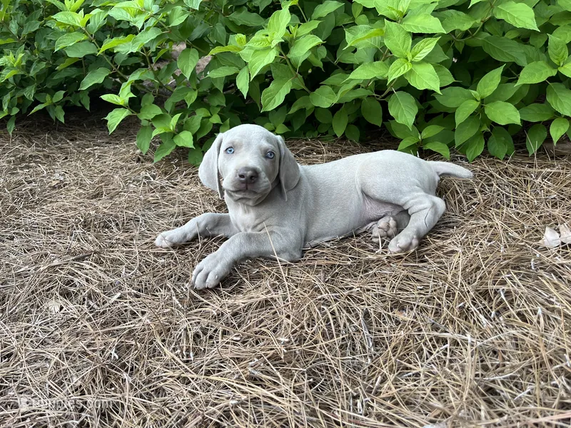 Orange Collar Male – Weimaraner puppy for sale in Killen, AL
