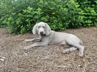 Red Collar Female (Previously Purple Collar), a female Weimaraner for sale in Killen, AL – 2 of 6