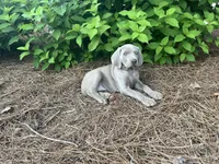 Blue Collar Female (Previously Yellow Collar), a female Weimaraner for sale in Killen, AL – 5 of 6