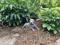 Orange Collar Female, a female Weimaraner for sale in Killen, AL – 7 of 7