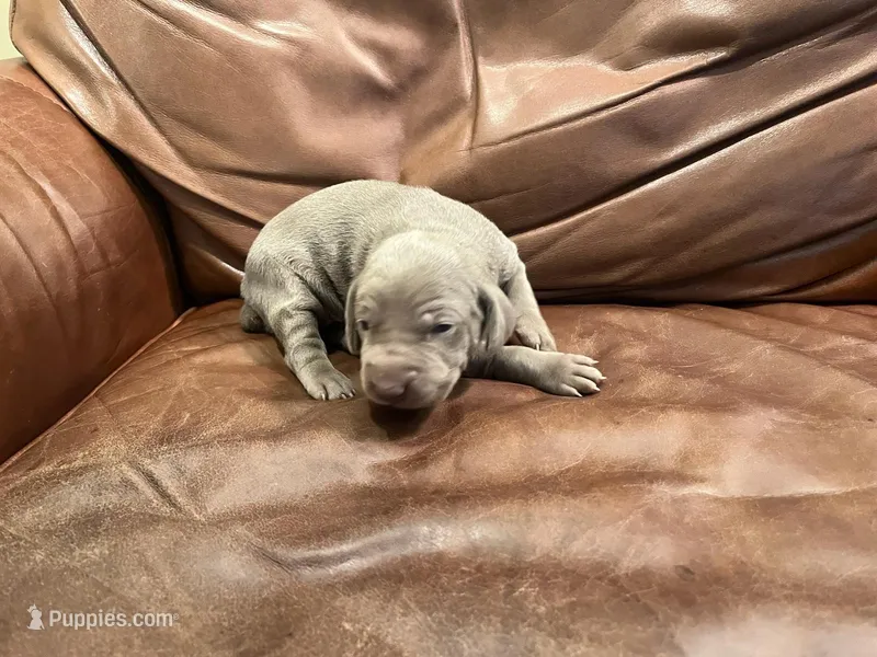 Silver Female – Weimaraner puppy for sale in Killen, AL