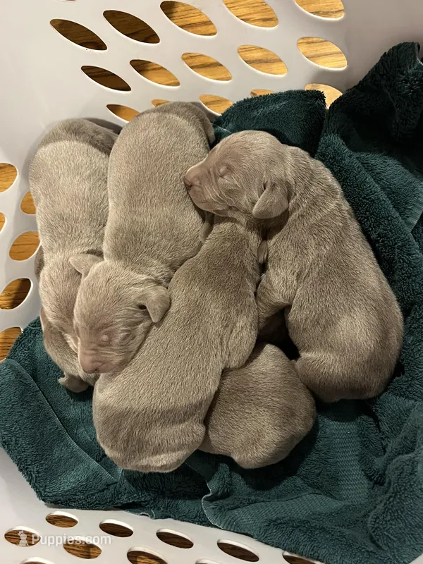Silver Female, a female Weimaraner for sale in Killen, AL – Photo 1 of 1