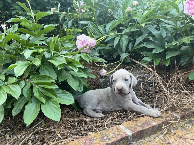 Pink Collar Female, a female Weimaraner for sale in Killen, AL – Photo 1 of 1