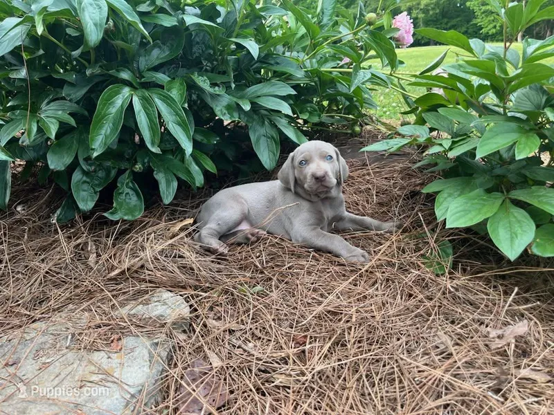 Silver Collar Female, a female Weimaraner for sale in Killen, AL – Photo 1 of 1