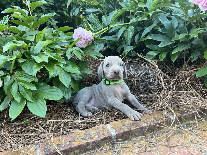 Light Green Collar Female, a female Weimaraner for sale in Killen, AL – Photo 1 of 1