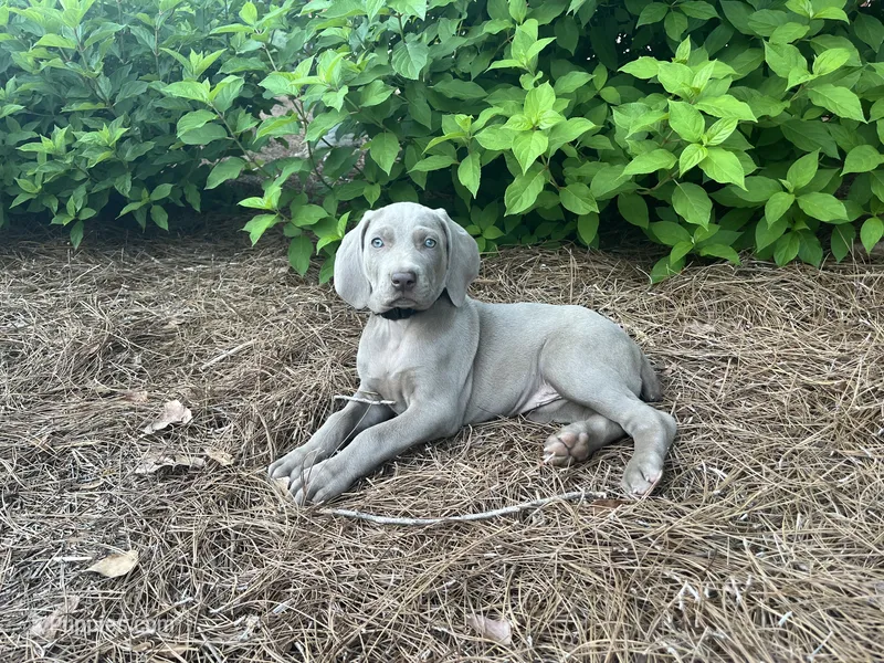Black Collar Female – Weimaraner puppy for sale in Killen, AL