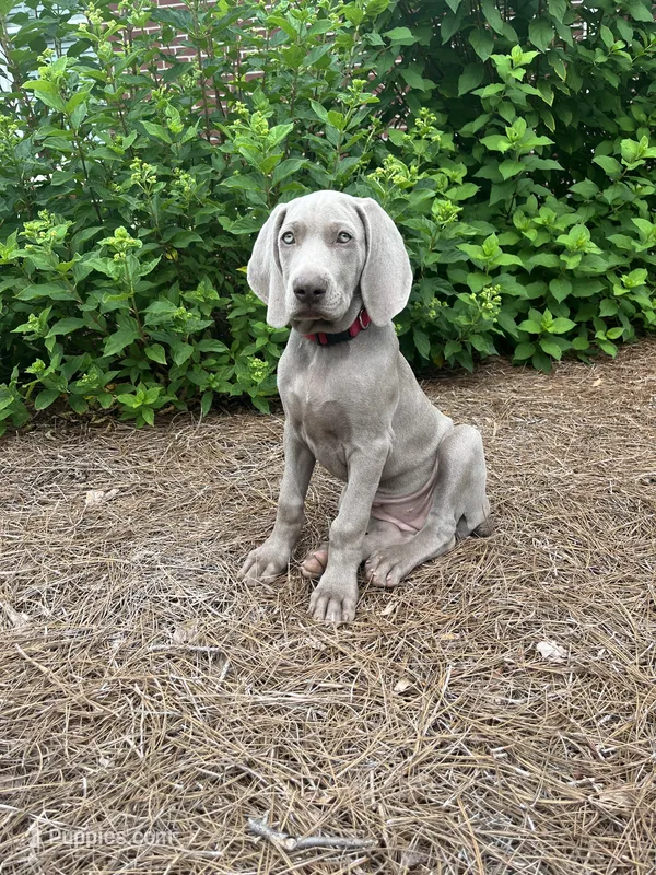 Red Collar Female (Previously Purple Collar) – Weimaraner puppy for sale in Killen, AL