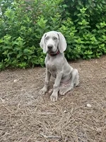 Red Collar Female (Previously Purple Collar), a female Weimaraner for sale in Killen, AL – 1 of 6