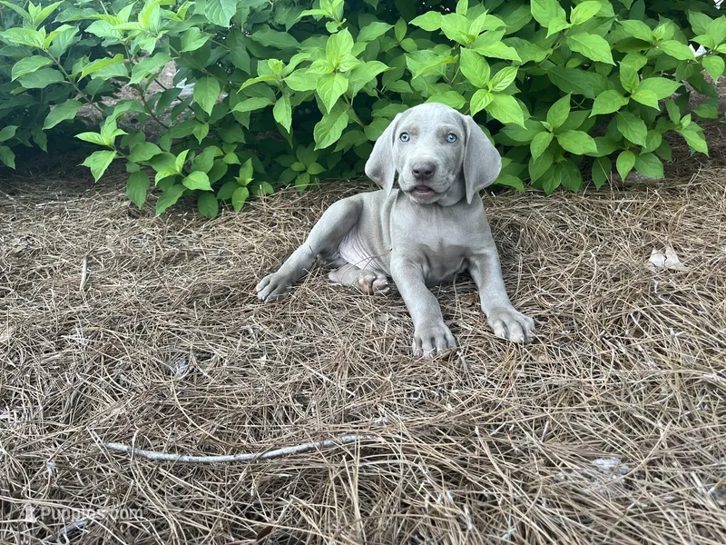 Light Blue Male – Weimaraner puppy for sale in Killen, AL