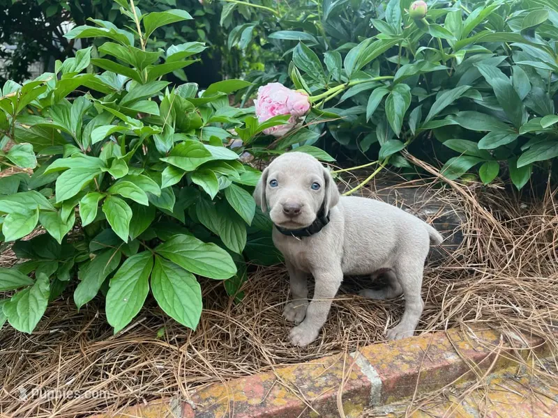 Black Collar Male, a male Weimaraner for sale in Killen, AL – Photo 1 of 1