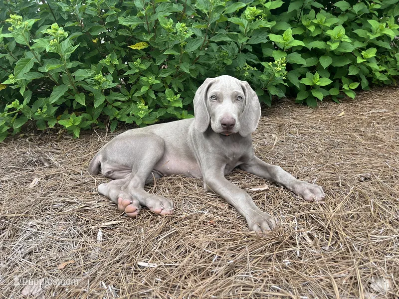 Orange Collar Female – Weimaraner puppy for sale in Killen, AL