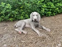 Orange Collar Female, a female Weimaraner for sale in Killen, AL – 1 of 7