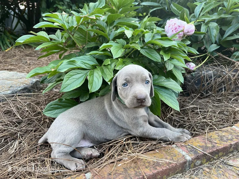 Green Collar Female, a female Weimaraner for sale in Killen, AL – Photo 1 of 1