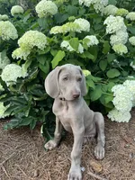 Orange Collar Female, a female Weimaraner for sale in Killen, AL – 4 of 7