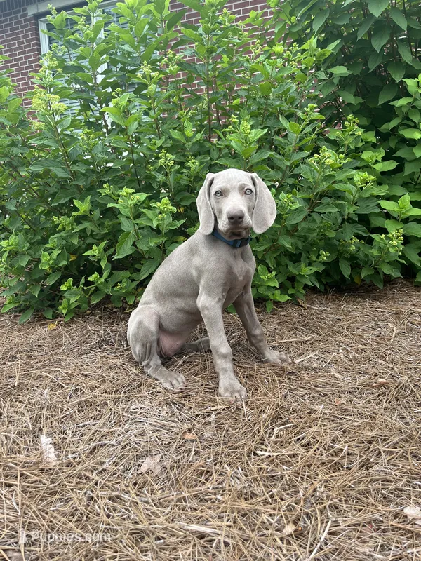 Blue Collar Female (Previously Yellow Collar) – Weimaraner puppy for sale in Killen, AL