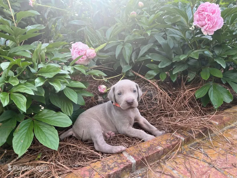 Orange Collar Male, a male Weimaraner for sale in Killen, AL – Photo 1 of 1
