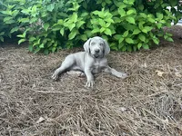 Orange Collar Female, a female Weimaraner for sale in Killen, AL – 6 of 7