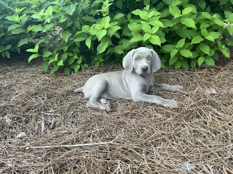 Green Collar Female – Weimaraner puppy for sale in Killen, AL