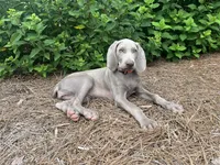 Orange Collar Female, a female Weimaraner for sale in Killen, AL – 2 of 7