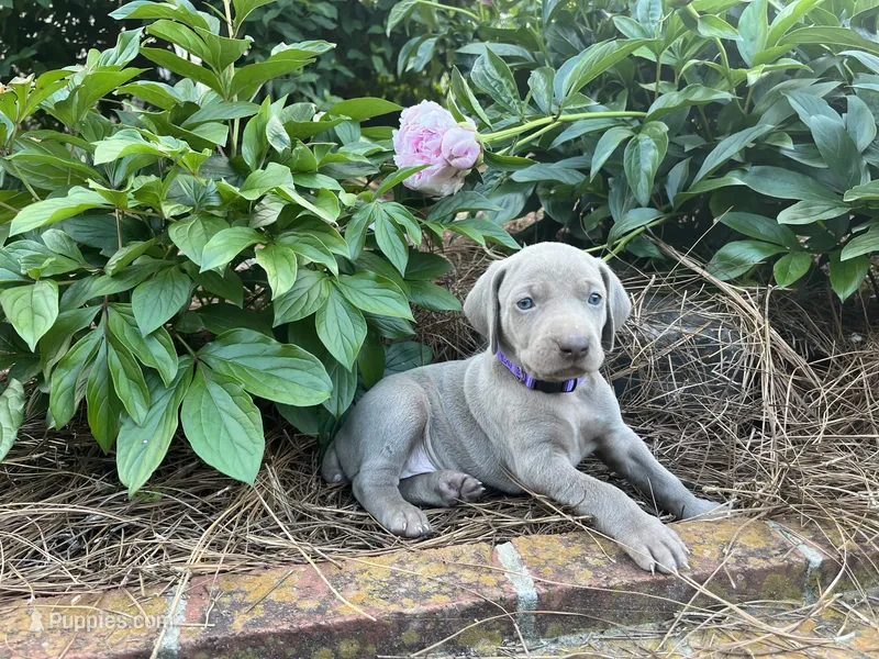 Purple Collar Female, a female Weimaraner for sale in Killen, AL – Photo 1 of 1