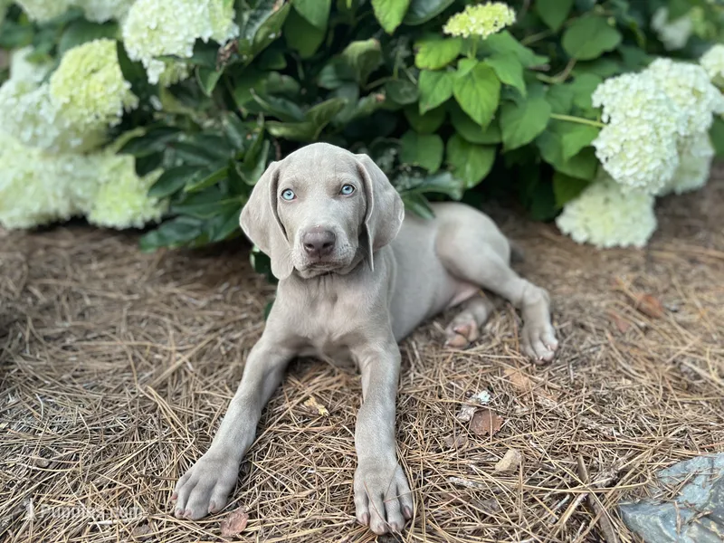 Black Collar Female – Weimaraner puppy for sale in Killen, AL