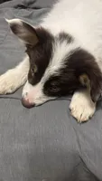 Turbo, a male Australian Shepherd for sale in Columbus, GA – 9 of 9