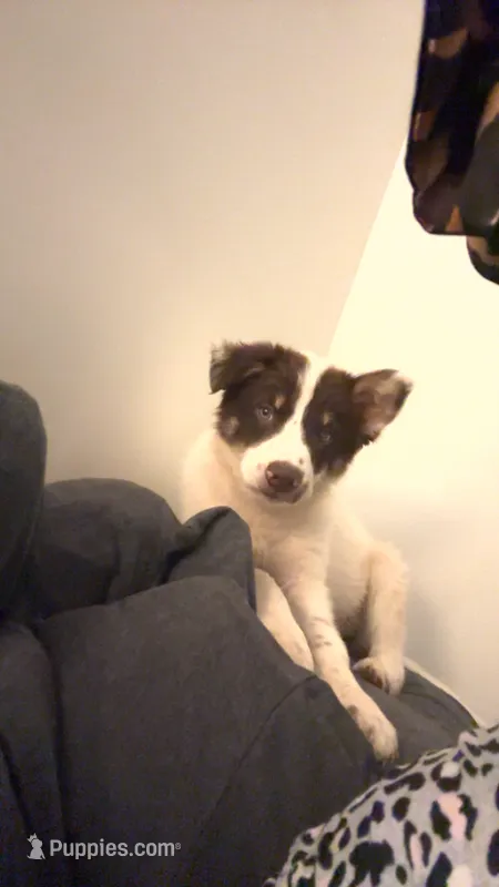 Turbo – Australian Shepherd puppy for sale in Columbus, GA