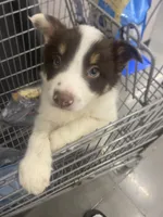 Turbo, a male Australian Shepherd for sale in Columbus, GA – 3 of 9