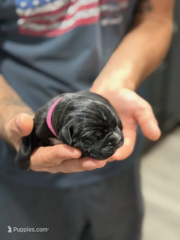 Cane Corso Pink collar  – Cane Corso puppy for sale in Burleson, TX