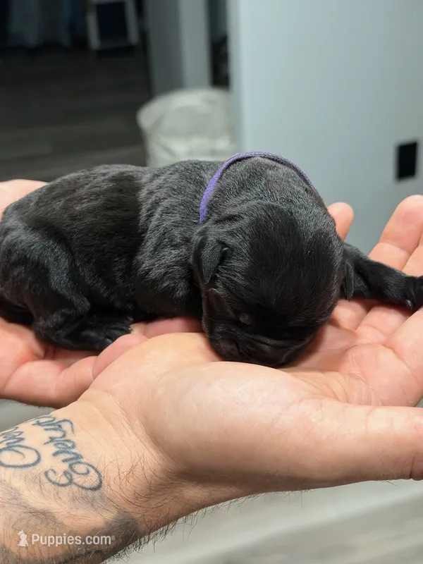 Cane Corso Purple collar  – Cane Corso puppy for sale in Burleson, TX