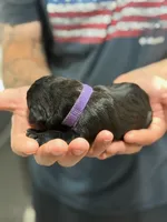 Cane Corso Pink collar , a female Cane Corso for sale in Burleson, TX – 6 of 9