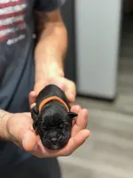 Cane Corso Pink collar , a female Cane Corso for sale in Burleson, TX – 4 of 9
