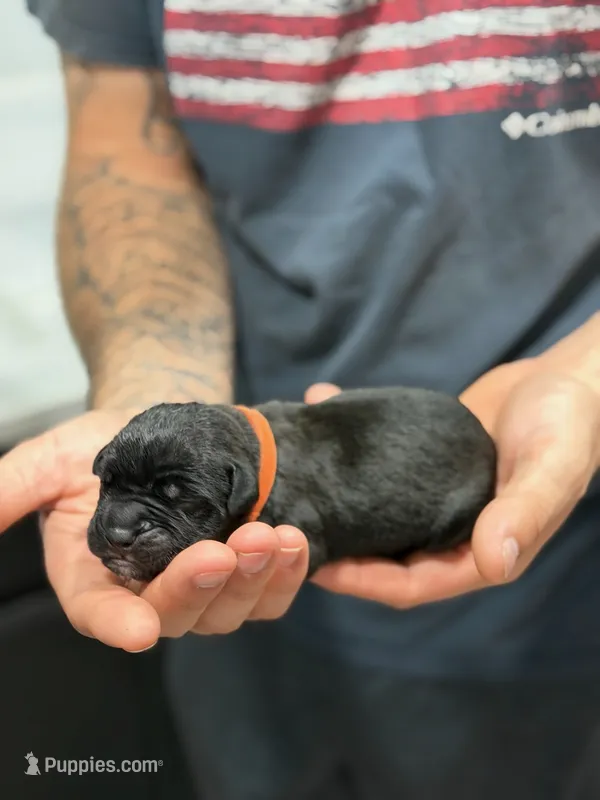 Cane Corso Orange collar – Cane Corso puppy for sale in Burleson, TX