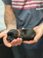 Cane Corso Pink collar , a female Cane Corso for sale in Burleson, TX – 3 of 9