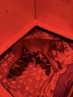 Cane Corso Pink collar , a female Cane Corso for sale in Burleson, TX – 9 of 9