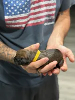 Cane Corso Pink collar , a female Cane Corso for sale in Burleson, TX – 8 of 9