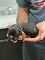 Cane Corso Pink collar , a female Cane Corso for sale in Burleson, TX – 2 of 9