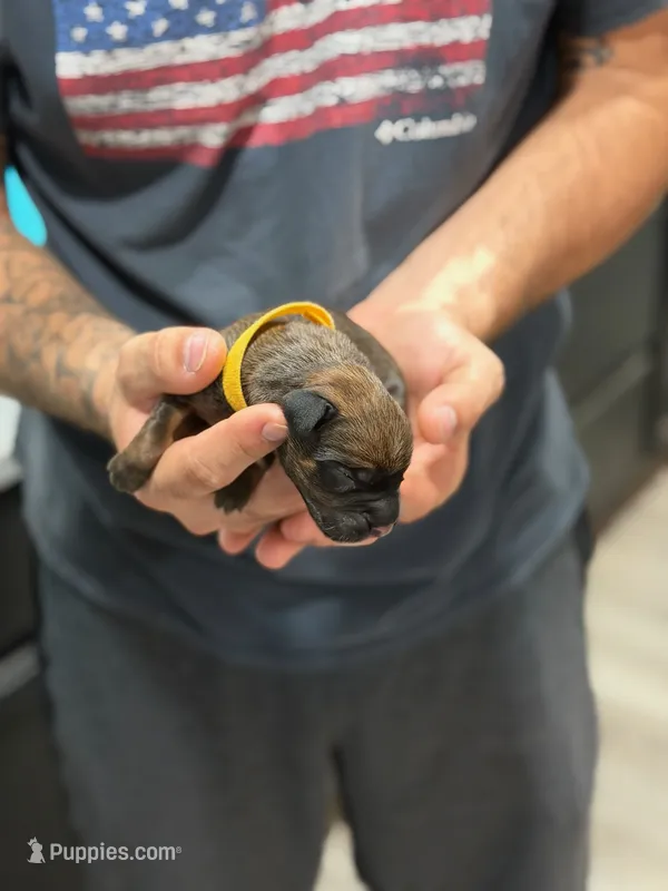 Cane Corso Yellow collar  – Cane Corso puppy for sale in Burleson, TX