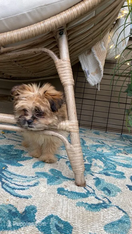 Stella – Maltipoo puppy for sale in Cumming, GA