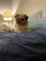 Stella, a female Maltipoo for sale in Cumming, GA – Photo 3 of 7