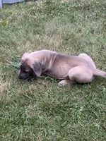 Phil, a male Great Dane for sale in Downingtown, PA – 4 of 5