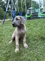 Lil, a female Great Dane for sale in Downingtown, PA – 2 of 3