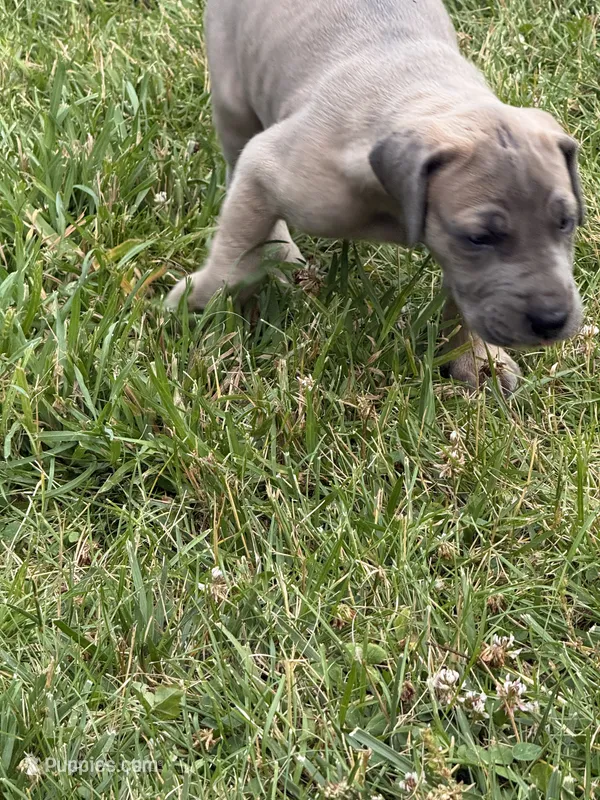 Lil – Great Dane puppy for sale in Downingtown, PA