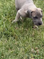 Lil, a female Great Dane for sale in Downingtown, PA – 1 of 3